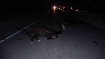 Malatya’da feci olay: Milyonluk taylar karayolunda telef oldu