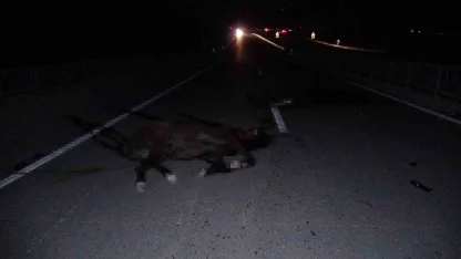 Malatya’da feci olay: Milyonluk taylar karayolunda telef oldu