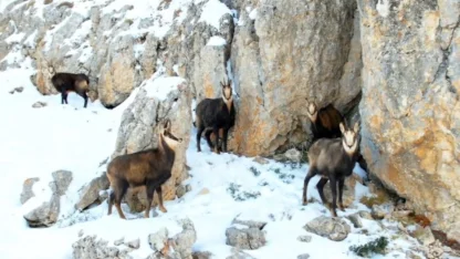 Munzur’un beyaz zirvesinde şamualar görüntülendi