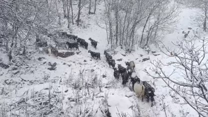 Muş’un yüksek rakımlı köylerde kar etkili oldu, besiciler zor anlar yaşadı