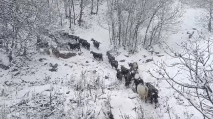 Muş’un yüksek rakımlı köylerde kar etkili oldu, besiciler zor anlar yaşadı