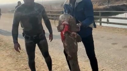 Olta yok, ağ yok: Karasu Çayı’nda çıplak elle yayın balığı avı