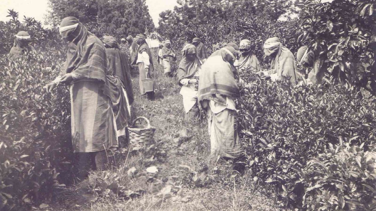 Ortaya çıkan arşiv Türk Çayı’nın tarihine ışık tutuyor