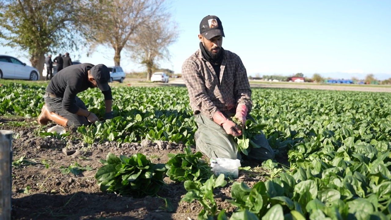 Osmaniye’de ıspanak hasadı başladı