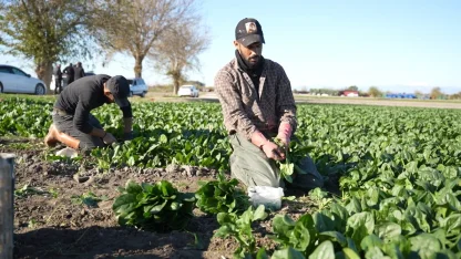 Osmaniye’de ıspanak hasadı başladı