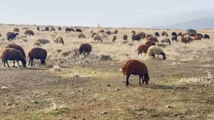Patnos’ta kar yağmaması çiftçilerin yüzünü güldürdü