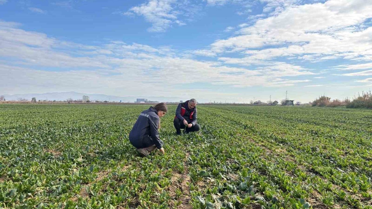 Salihli’de kışlık sebzelerde hastalık ve zararlılara karşı kontroller sürüyor