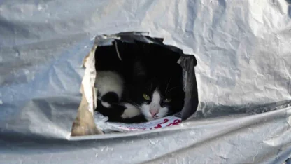 Samsun sahilinde kediler için sıcak yuva