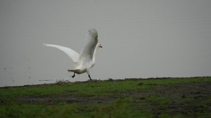 Samsun’da yaban hayatına merhamet eli