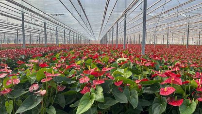 Seralarda modern üretim: Tonlarca salatalık ve süs bitkisi üretimi