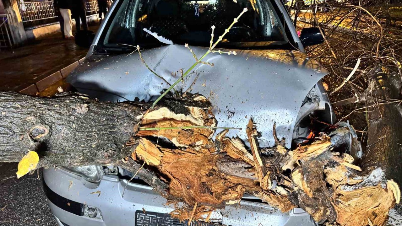 Seyir halindeki otomobilin üzerine ağaç devrildi