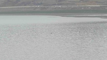 Sıhke Göleti’ne giren inek telef oldu