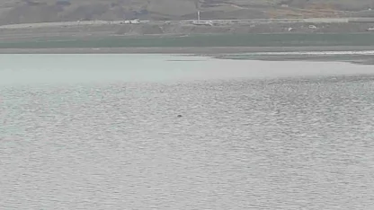 Sıhke Göleti’ne giren inek telef oldu