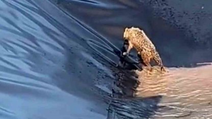 Siirt’te kurt boş havuza düştü