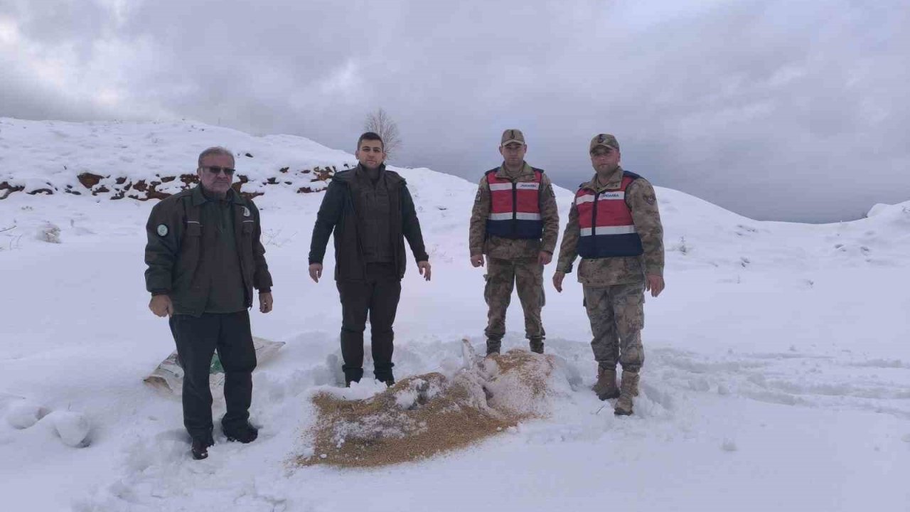 Siirt’te yaban hayvanlarına 750 kilo besi yemi bırakıldı