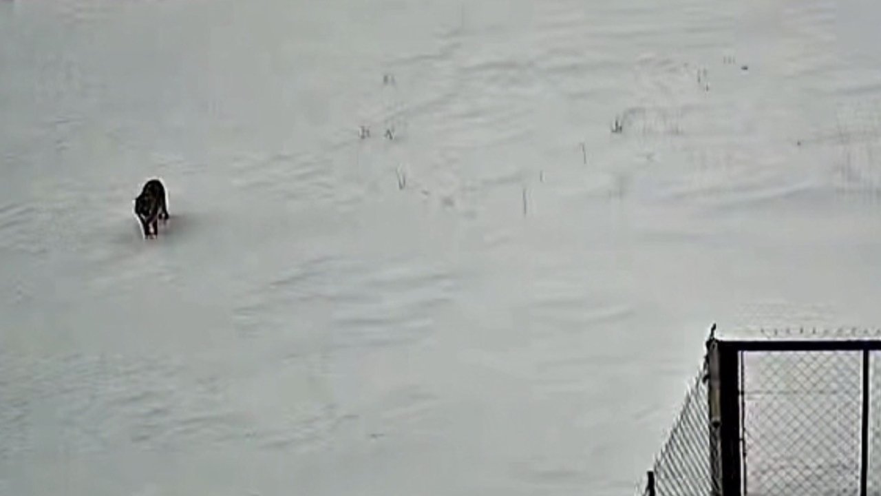 Tatvan’da kurt görüntülendi