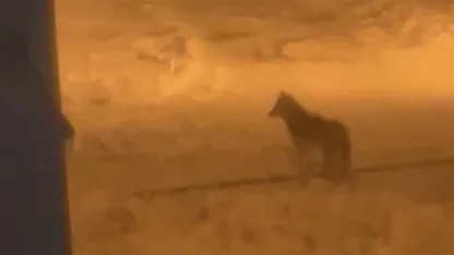 Tatvan’da şehir merkezine inen kurt görüntülendi