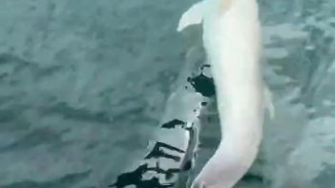 Tekirdağ açıklarında tekneye yunus eşliği