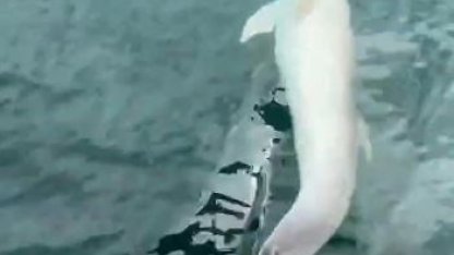 Tekirdağ açıklarında tekneye yunus eşliği