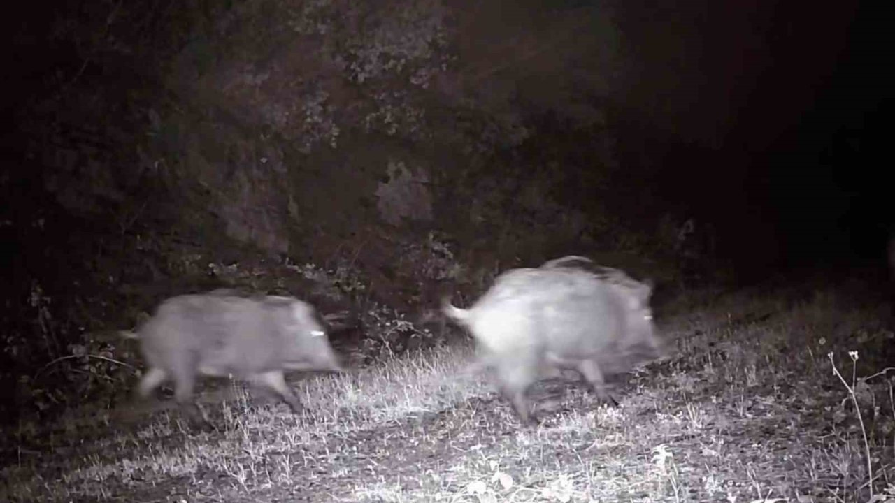 Tekirdağ’da fotokapana domuz sürüsü takıldı