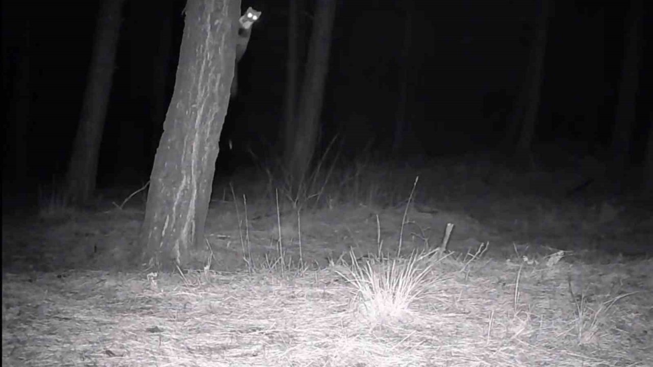 Tekirdağ’da yaban hayatı fotokapanlarla görüntülendi