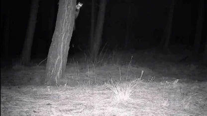 Tekirdağ’da yaban hayatı fotokapanlarla görüntülendi