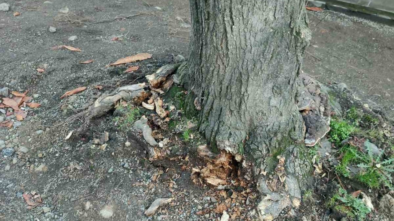 Trabzon Büyükşehir Belediyesi’nden "yeşil dokuya zarar" iddialarına yanıt