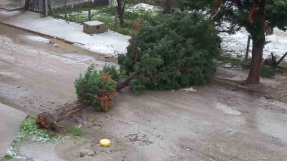 Türkeli’de fırtına ağaç devirdi, yol trafiğe kapandı