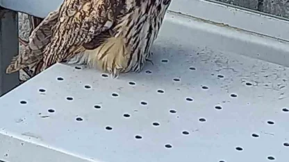 Yaralı halde bulunan kulaklı orman baykuşu koruma altına alındı