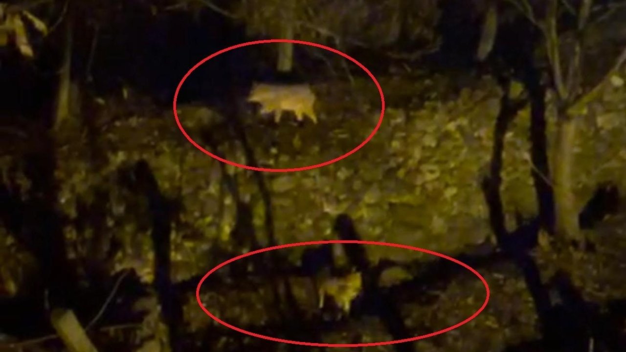 Yiyecek arayan kurtlar yerleşim yerine indi