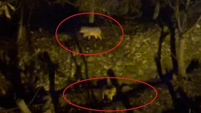 Yiyecek arayan kurtlar yerleşim yerine indi