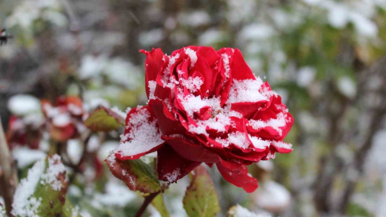 Yozgat’ta çiçekler kar altında kaldı