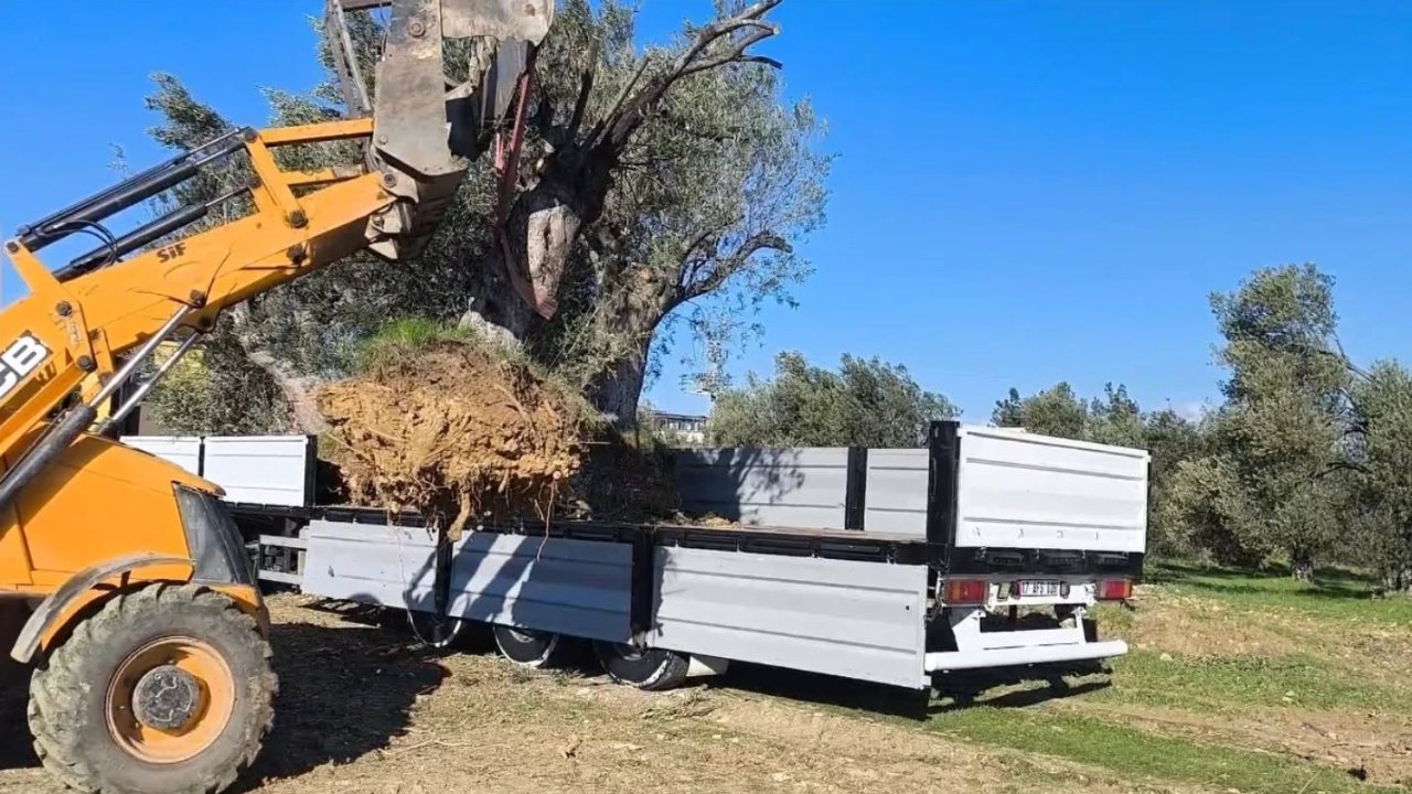 Zeytin ağacı taşıyacaklara önemli uyarı: "İzinsiz işleme ceza var"