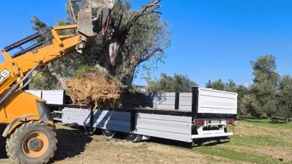 Zeytin ağacı taşıyacaklara önemli uyarı: "İzinsiz işleme ceza var"