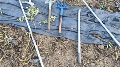 Zeytinleri dalından çaldılar