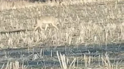 Aç kalan kurtlar yerleşim merkezine indi