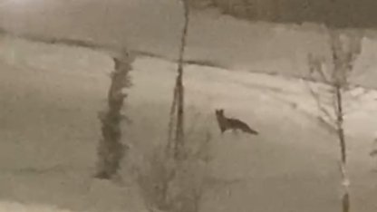 Aç kalan tilki şehir merkezine indi