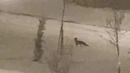 Aç kalan tilki şehir merkezine indi