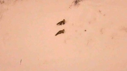 Aç kalan tilkiler yerleşim yerlerinde görülmeye başlandı