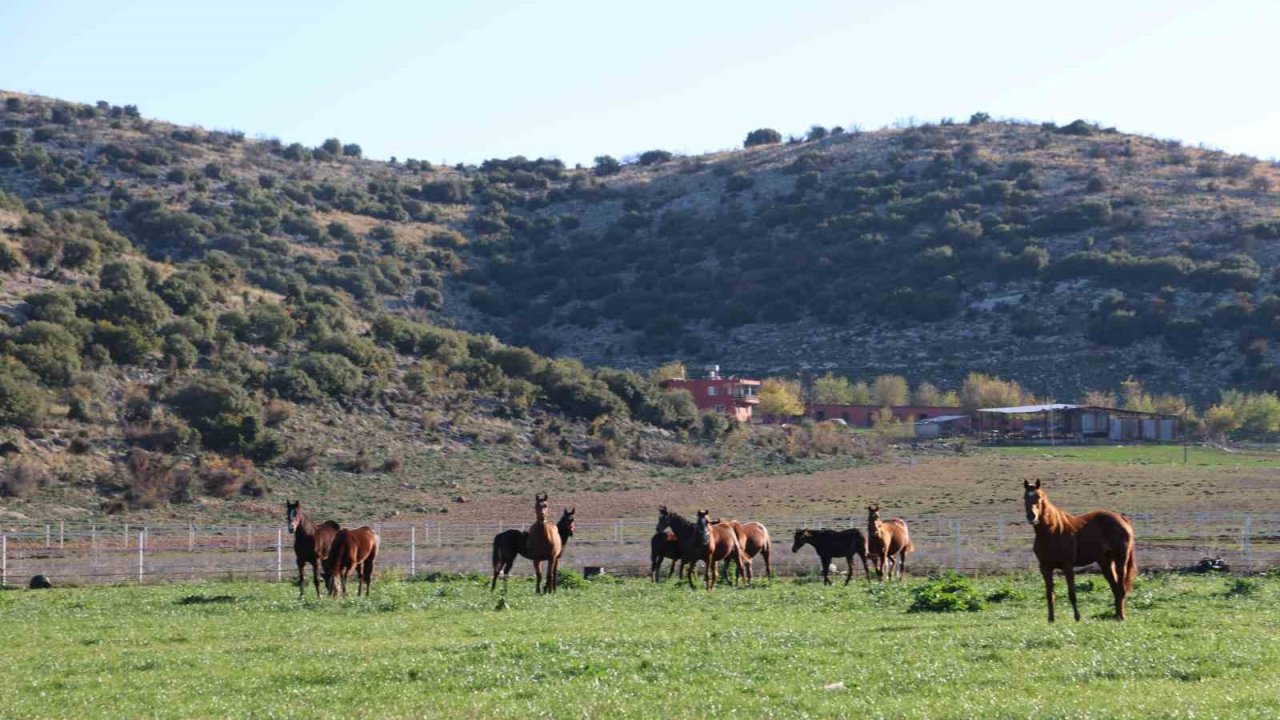 Adana milyonluk İngiliz ve Arap atlarının yetişme alanı oldu