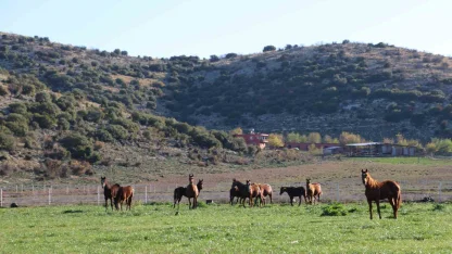 Adana milyonluk İngiliz ve Arap atlarının yetişme alanı oldu