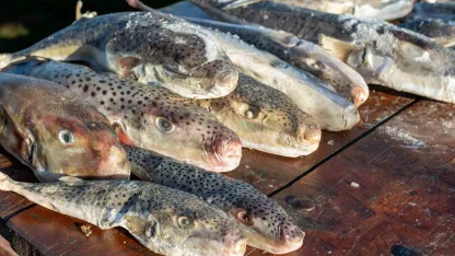 Adana’da 4 günde 128 bin balon balığı toplandı