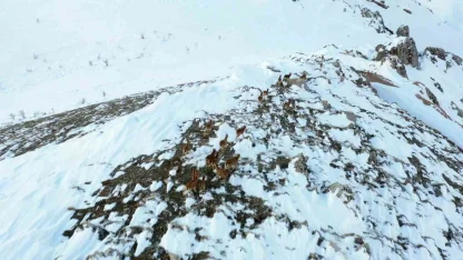 Adıyaman’da yaban keçileri havadan görüntülendi