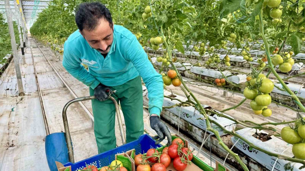 Ağrı’da, jeotermal serada üretilen ürünler Avrupa pazarına açılıyor