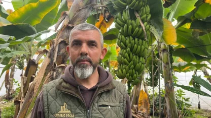 Alanya, Türkiye’nin muz ihtiyacının yüzde 40’ını karşılıyor