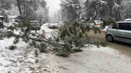 Ankara’da karın ağırlığına dayanamayan çam ağacı devrildi