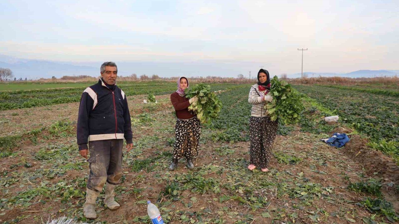 Aydın’da soğuk hava sebzeyi vurdu, tarlada verim düştü