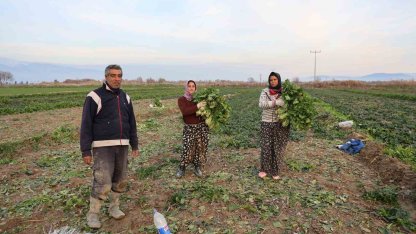 Aydın’da soğuk hava sebzeyi vurdu, tarlada verim düştü