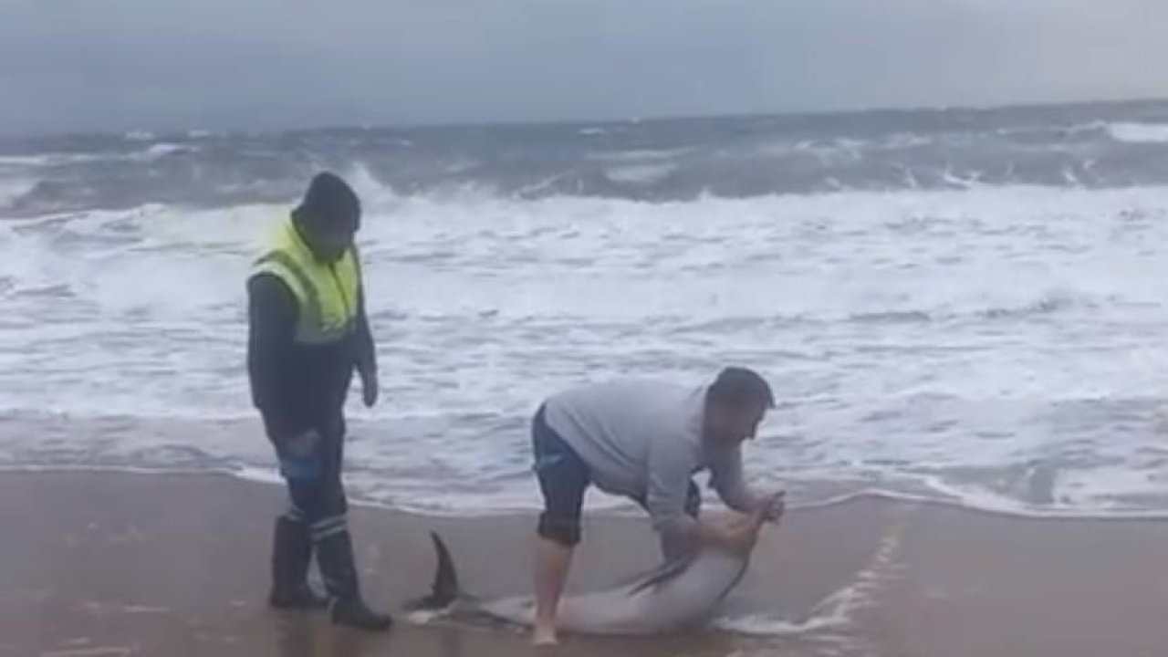 Ayvalık’ta karaya vuran yunusu vatandaşlar kurtardı