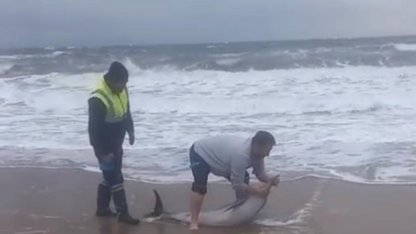 Ayvalık’ta karaya vuran yunusu vatandaşlar kurtardı